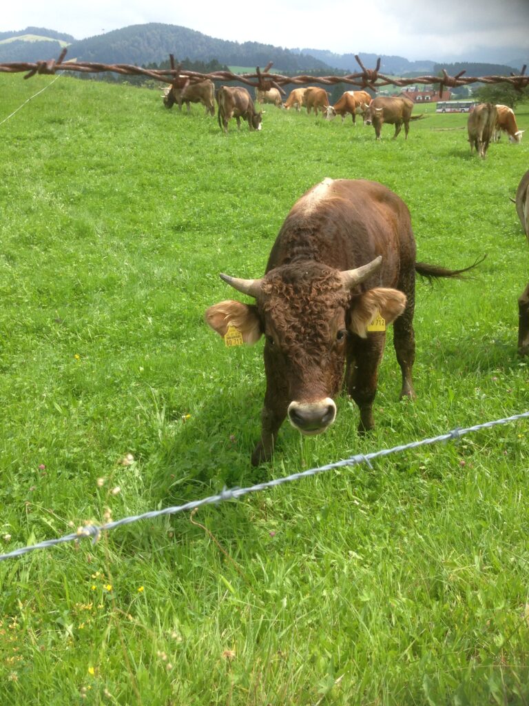 Abschlussfahrt der Ausbildung "Heimische Ethnomedizin" im Allgäu 2016 | Iris Ludolf | Friedensberaterin
